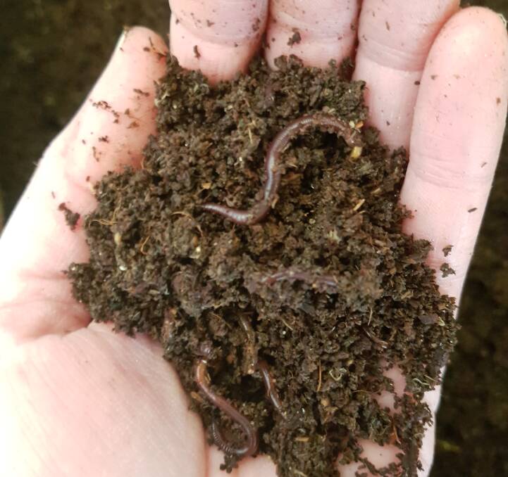 Worms are one of the elements of healthy soils that will be in focus at Sunday's workshop. Thanks to Landcare's Marg Applebee for the photo!