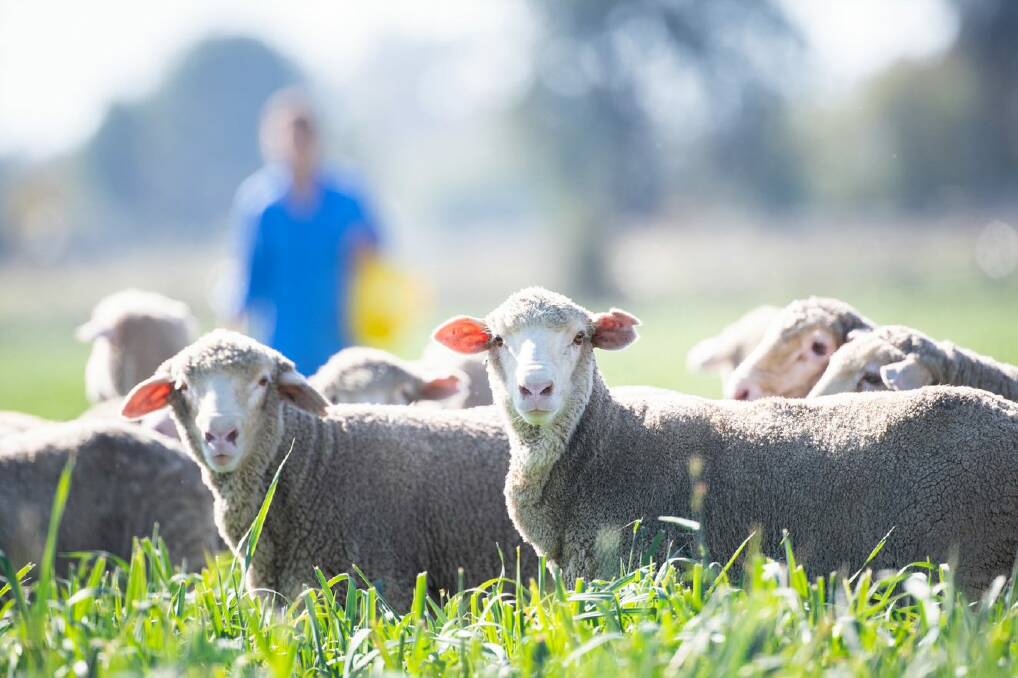PICTURE PERFECT: But if you're grazing lambs on lucerne in these rich conditions, make sure they're vaccinated against pulpy kidney. Picture: SUPPLIED