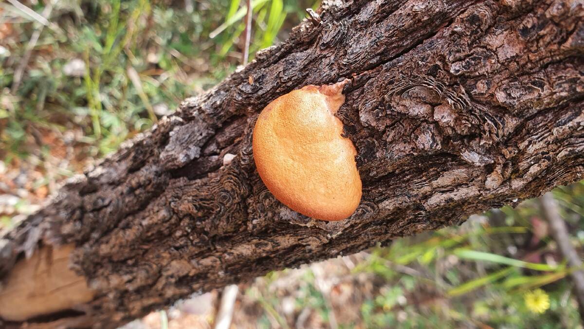 GO EXPLORE: Fabulous fungi and heaps more to be found on NPA walks. Photo: Supplied