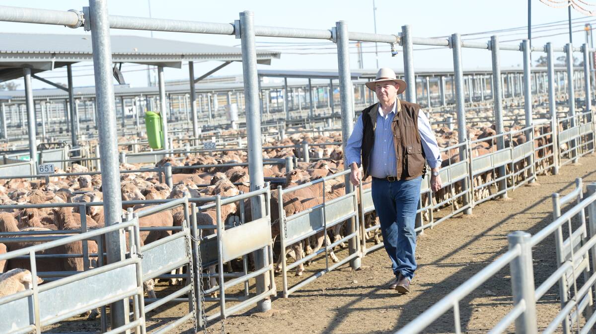 NEWEST OAM: Steve Loane has been recognised in the Australia Day honours list for his service to the livestock industry and to local government. Picture: THE LAND