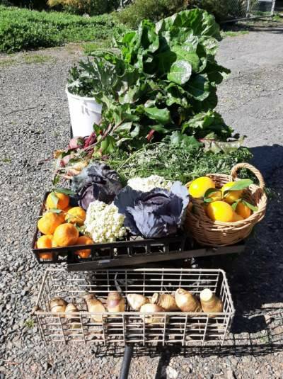 Spring has sprung and the Forbes Riverside Community Gardens are producing an abundance of fresh local fruit and vegies.