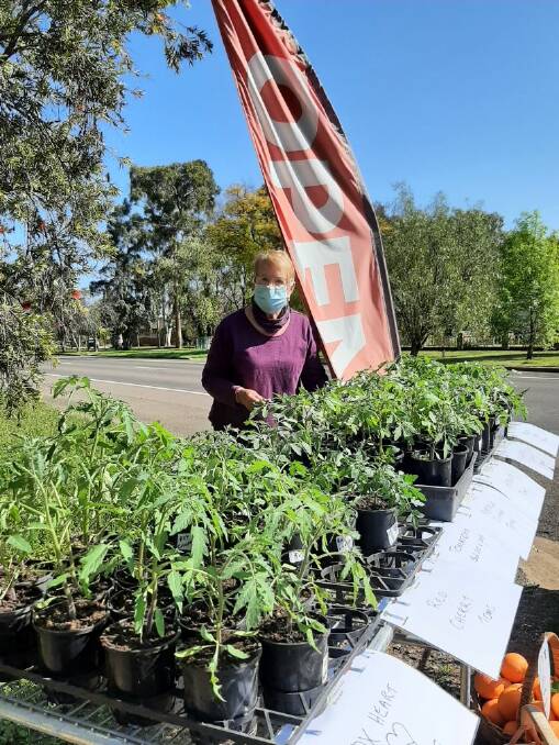 Nina Crawford with the extensive range of tomato plants available at the Forbes Riverside Community Gardens.