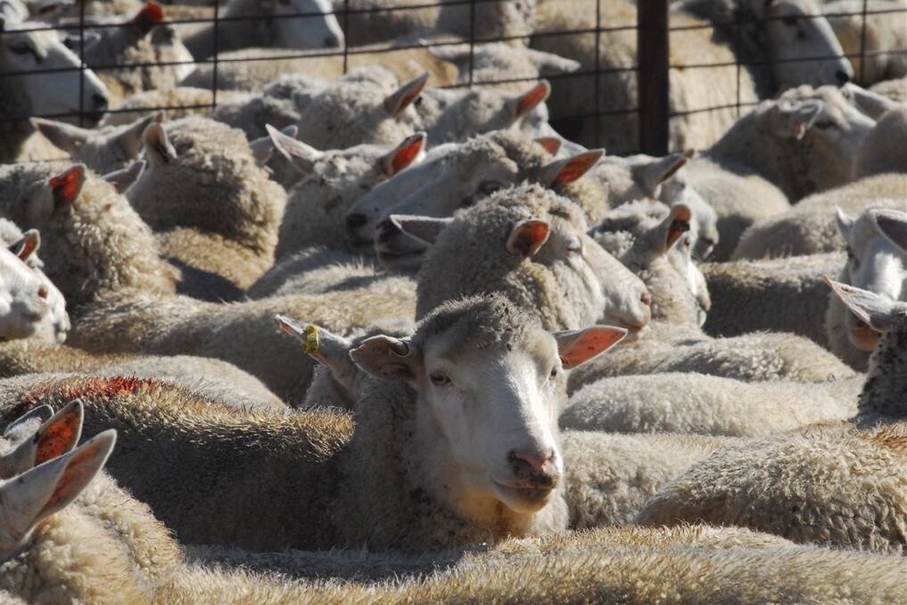 A total 15,800 sheep and lambs were yarded at Tuesday's sale. 