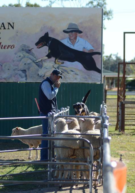 Utility dog trials return to Eugowra this weekend. File photo.