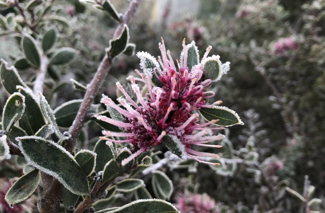 Frost on this hakea Burrendong Beauty.