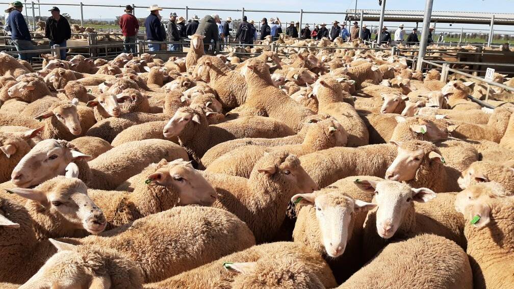 PRICE RISE: The usual buyers were present and competing in a dearer market, particularly on the better lambs with the plainer and wooly types seeing less demand. Picture: FILE