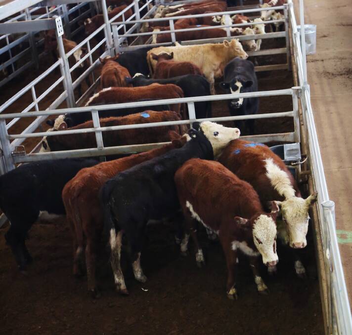 More cattle, fewer sheep at this week’s Forbes livestock sales