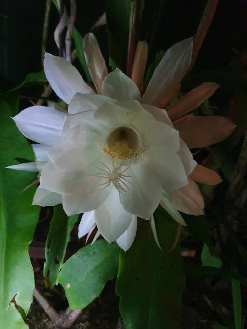 BLOOMING BEAUTY: The Queen of the Night cactus from the Lyells garden. Picture: SUPPLIED