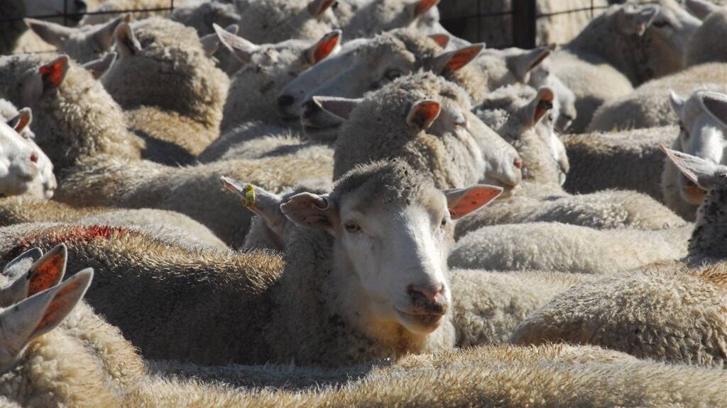 Prices firm to dearer at this week’s sheep, cattle sales