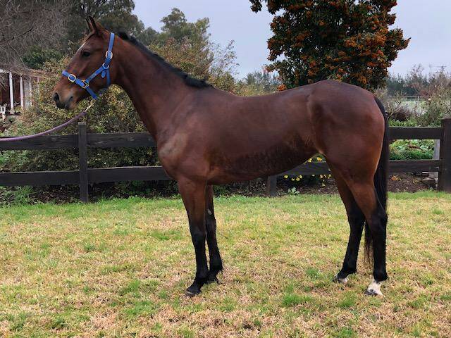 For All We Know at home in Forbes, where she is trained by Phil Thurston. Photo courtesy of the Thurstons. 