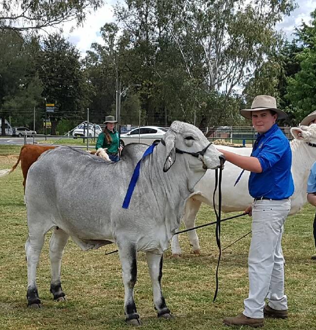 Kyle Bolam is heading for the Sydney Royal Show cattle paraders competition. 