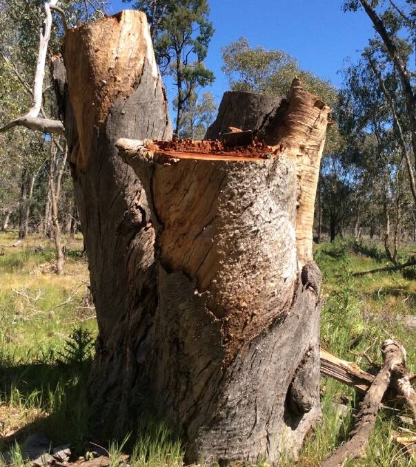 This tree was felled and the firewood removed. Photo contributed.