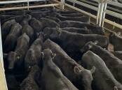 Additional buyers were present and competing in a significantly dearer market at the Central West Livestock Exchange on Monday. File picture
