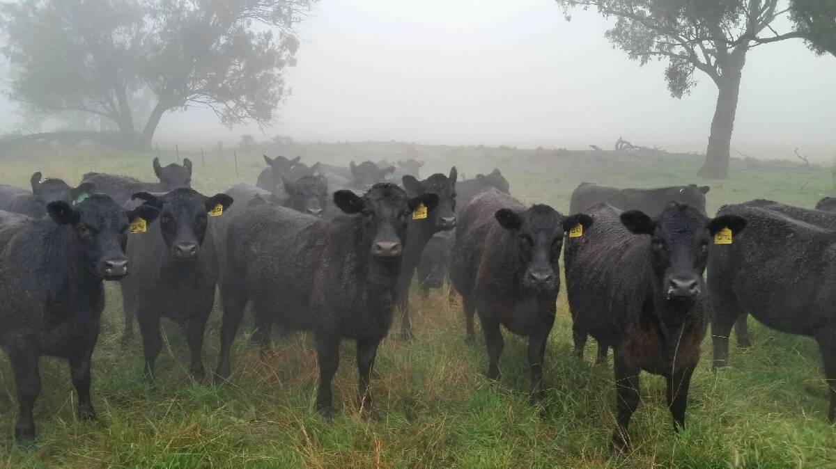 This beautiful wet weather has resulted in an abundance of lush, green feed, but Local Land Services vets advise your cows need more in the lead-up to calving. Photo supplied.