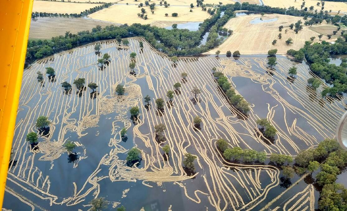 Tomlinson Ag Services captured this sad sight of windrowed canola - so close to harvest - floating on floodwater. 