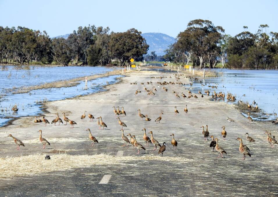 The Newell Highway at Marsden as the floodwaters began to recede in 2016. Photo Jeff Stien, Newell Highway Promotions Committee. 