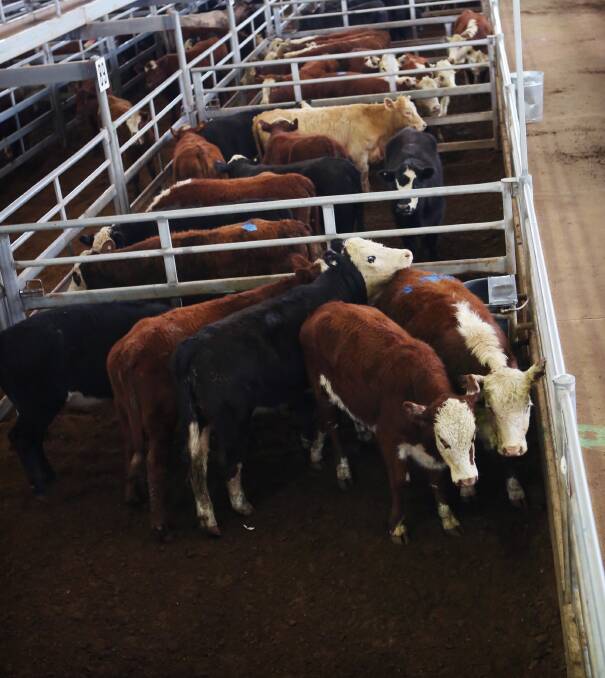 The NLRS reports that there was a better offering of finished and supplementary fed cattle available at this week's sales, although numbers were reduced from a high the previous week.