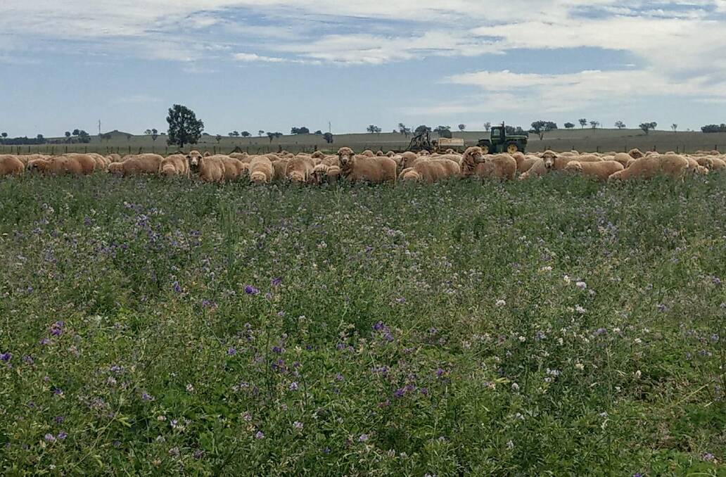 The recent wet weather has resulted in lush lucerne stands and while they are nutritionally highly productive for lambs, grazing them comes with some risks. Our LLS vets advise on how to manage them. 