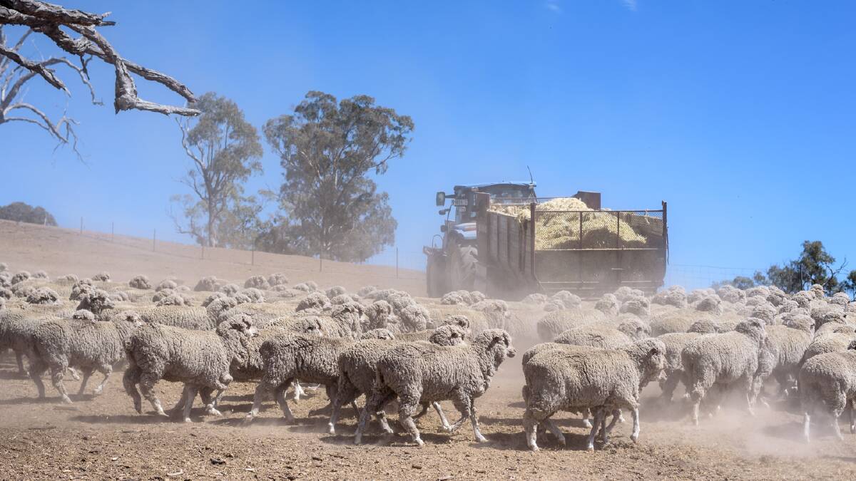 It's been a long year of feeding livestock in drought conditions. Photo credit Central West Local Land Services. 