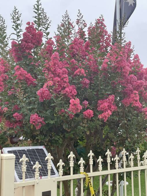 This crepe myrtle is putting on a beautiful display. Picture by Elvy Quirk