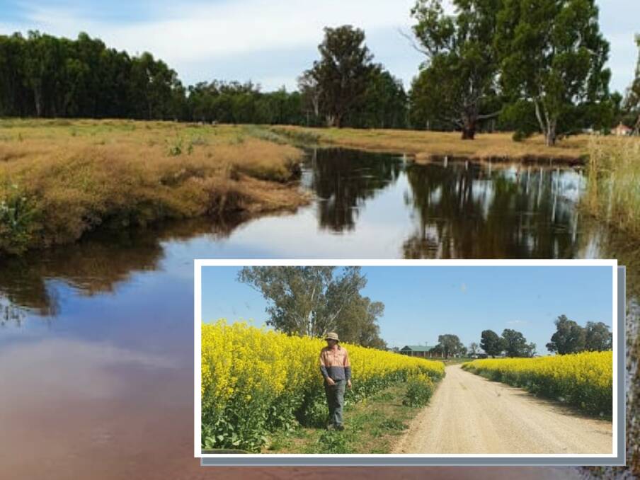 HEARTBREAKING: The Schofields' canola crop bursting with potential in September and now lying in water up to 1.2m deep. Picture: Supplied