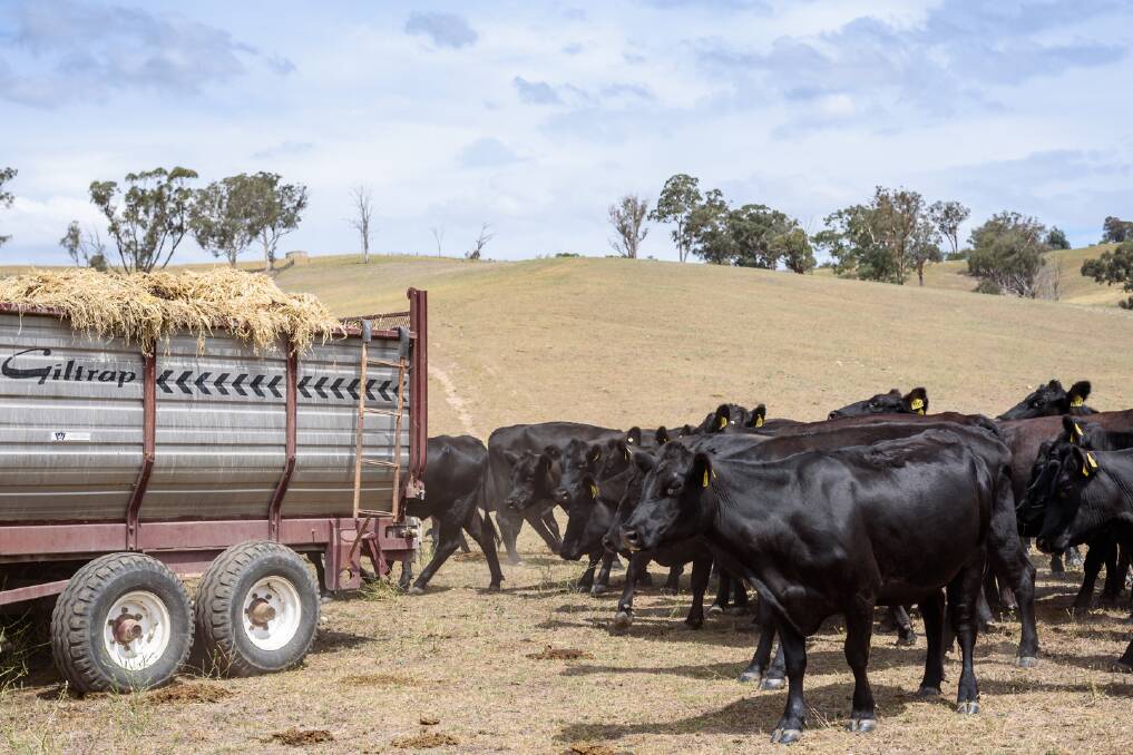 Cattle feeding in drought conditions. Photo by Local Land Services.