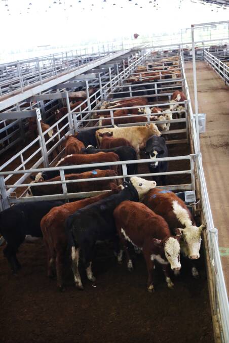 Continued dry draws more cattle to this week’s sale