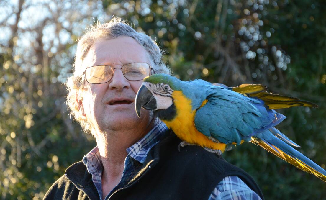 Forbes' Warwick Whitney with one of his blue and gold macaws. File photo. 