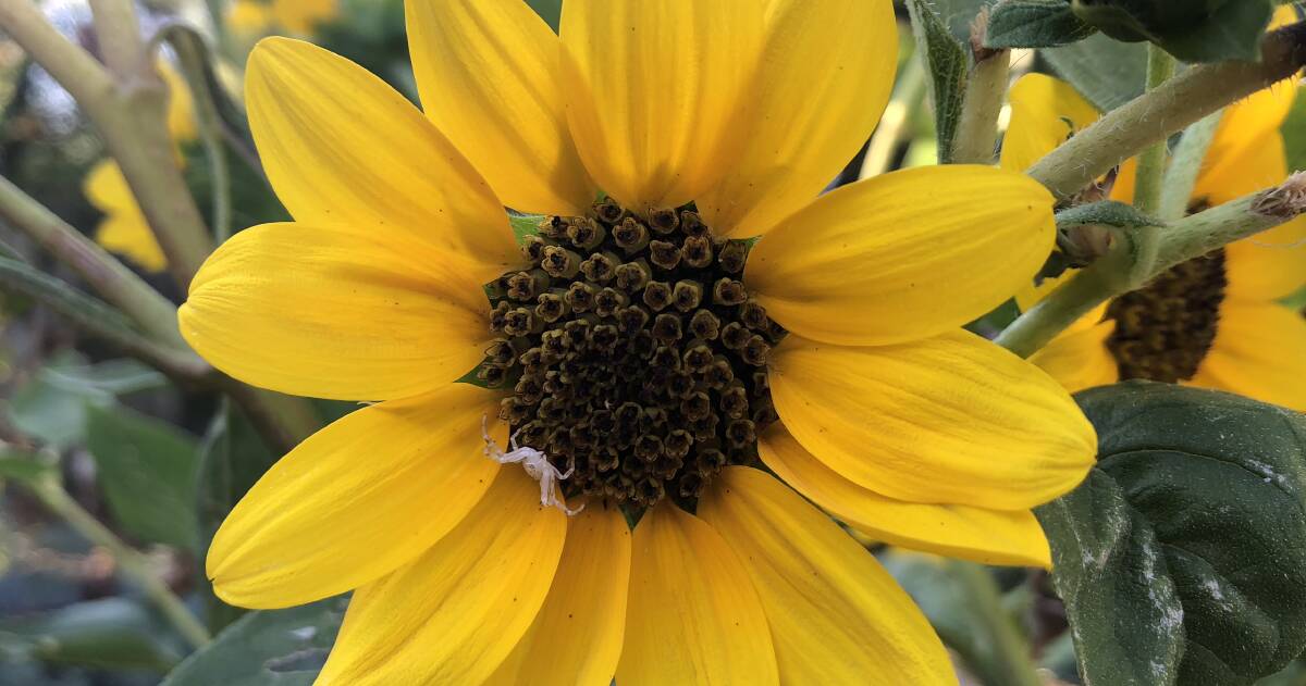 Summer flowers are fading but this spider was happily at work on this sunflower. 
