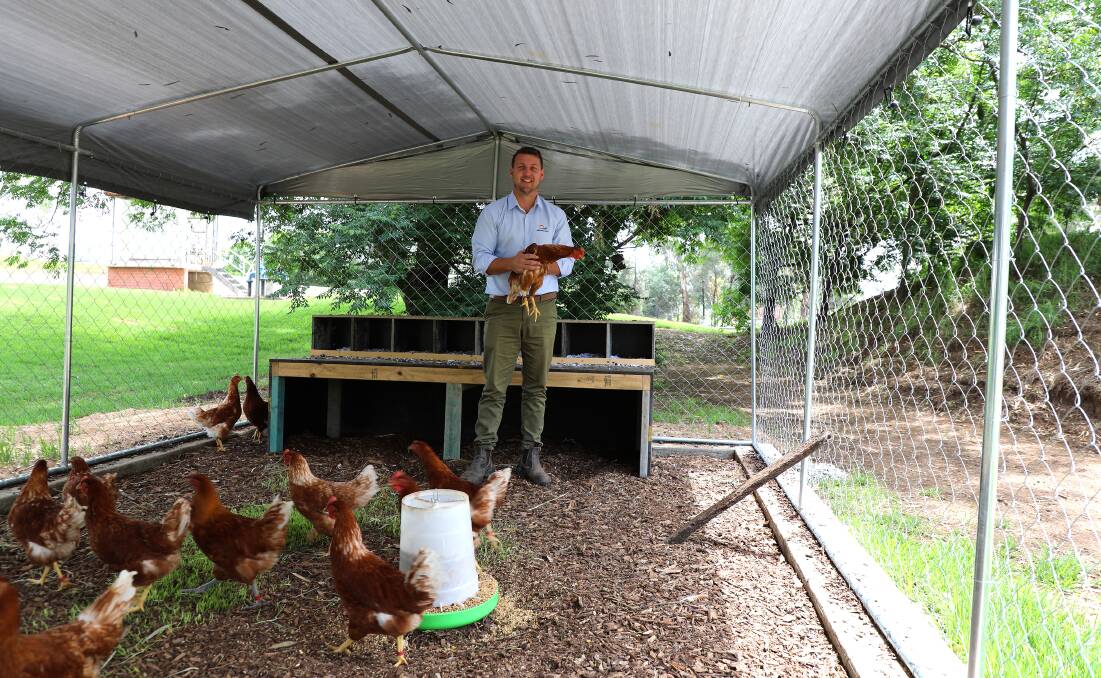 Cadet building surveyor Brodie Hodges with Forbes Shire Council's flock of sentinel chickens. Picture: Supplied