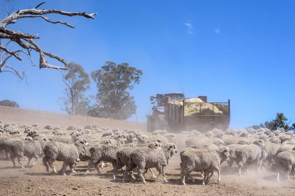 The LLS is running workshops to help producers make informed decisions as they feed stock in drought conditions. Photo supplied. 