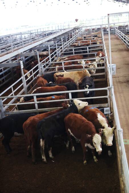 More than 1900 cattle were yarded at the Central West Livestock Exchange this week and prices remained firm, the National Livestock Reporting Agency says. File photo. 