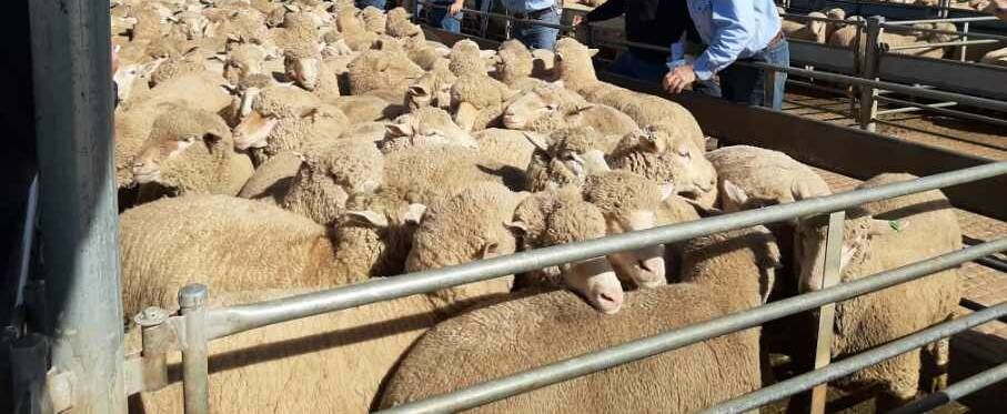 SALE-O: The yarding was down and the prices were up with widespread rain affecting this week's sheep and lamb sale in Forbes. Picture: FILE
