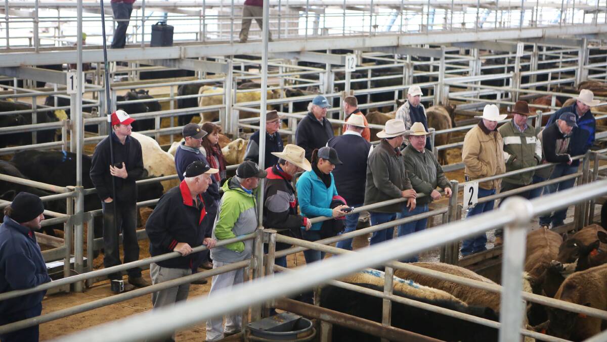 Scenes at the Central West Livestock Exchange cattle yards. Council is looking to add a further 64 yards.