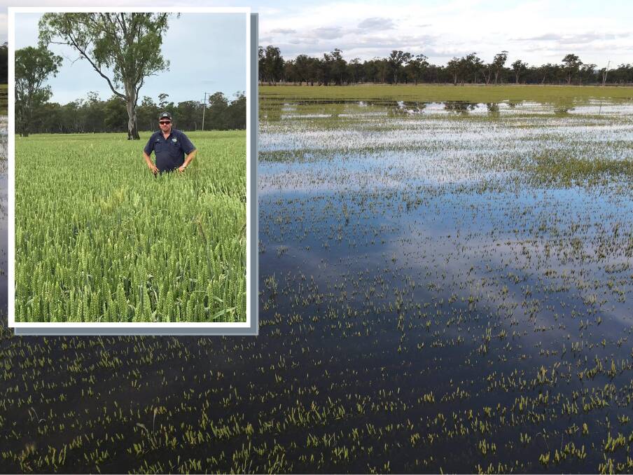 Brian Schofield stands in his bumper wheat crop two weeks ago, now the tips are barely visible above the floodwater. Picture supplied