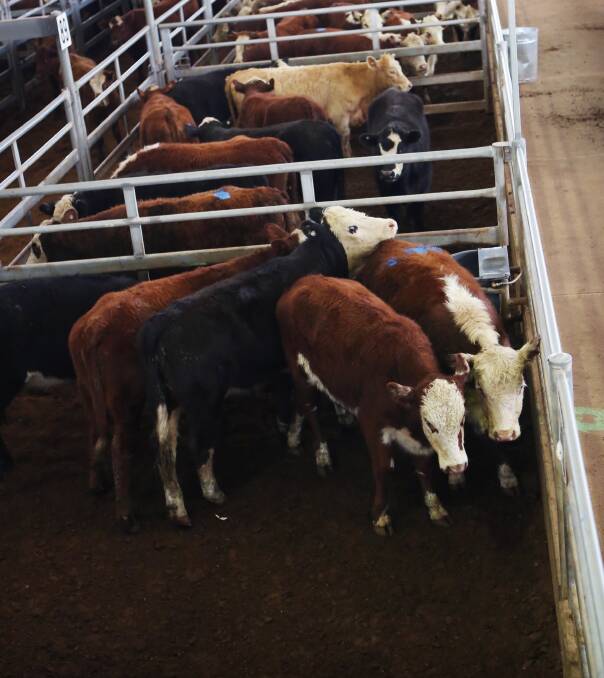 While prices eased at this week's cattle sale restockers were active on some larger lines of light well bred heifers. File photo. 