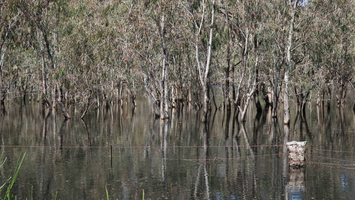 Paddocks have become wetlands and many of us have no option but to deal with flood waters and mud, so Health has some tips for avoiding serious illness. 