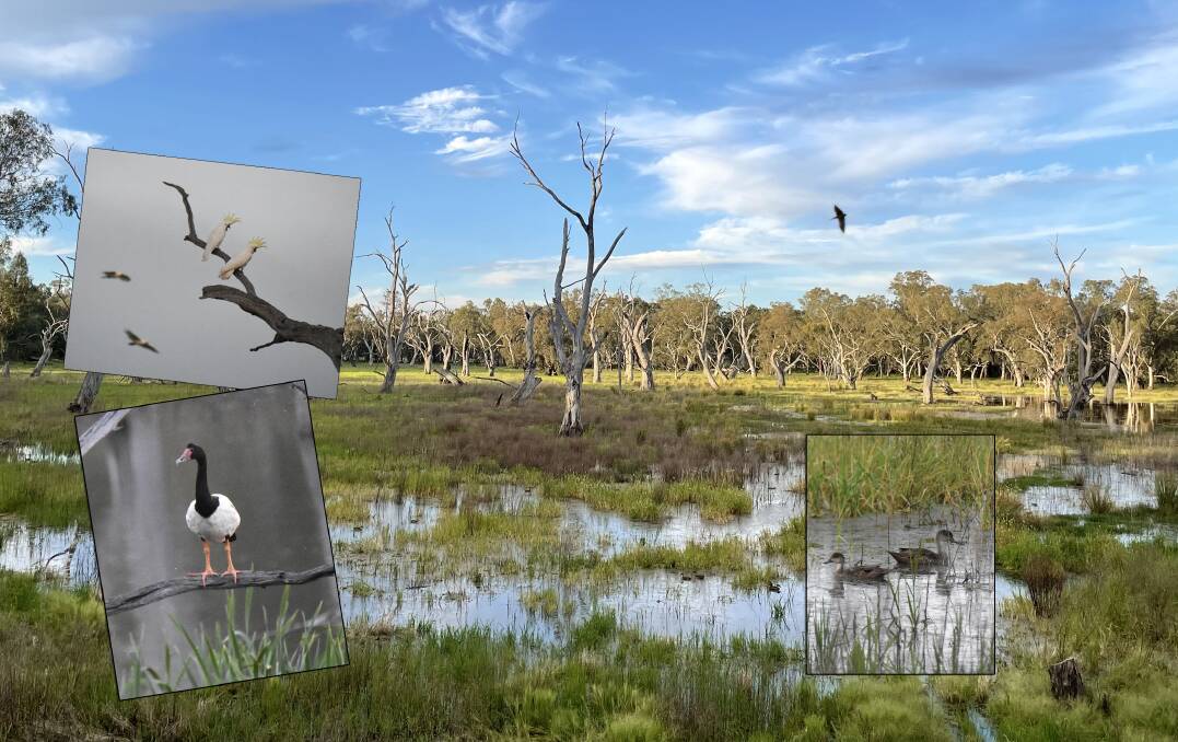 Gum Swamp, just 4km south of Forbes, is host to more than 160 species of birds including (inset) sulphur-crested cockatoos, hard-headed magpie geese and species of ducks. 