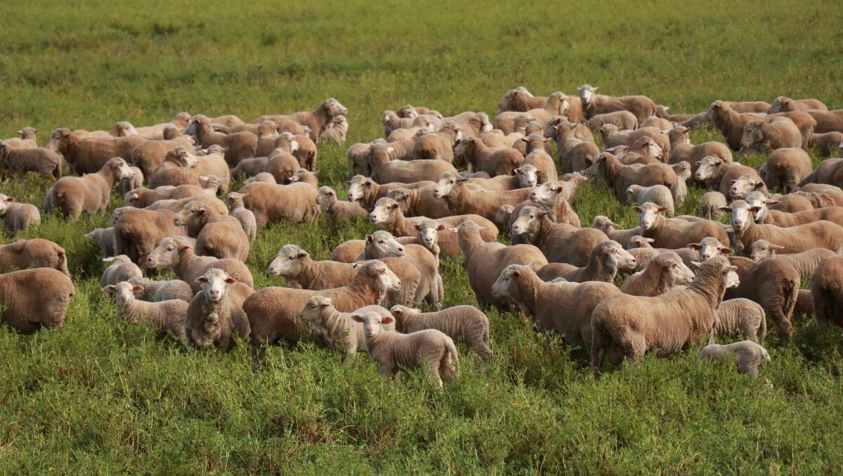 These lambs look happy and healthy but summer pnuemonia has been an issue in weaners in our region. Talk to your LLS vet if you see signs. 