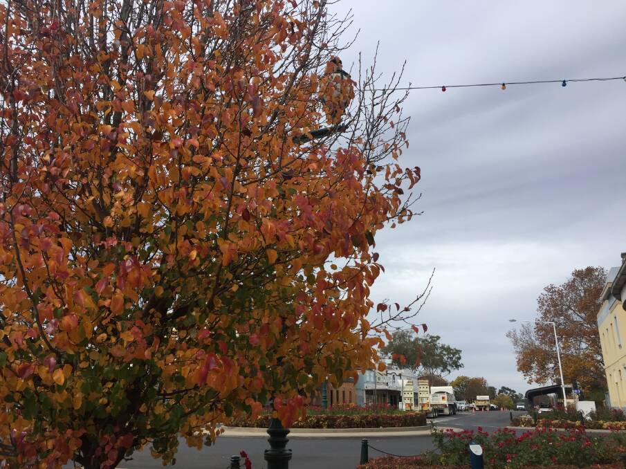 More of these ornamental pear trees will be planted along Templar Street between Lachlan Street and the highway where footpath paving work is being completed. 