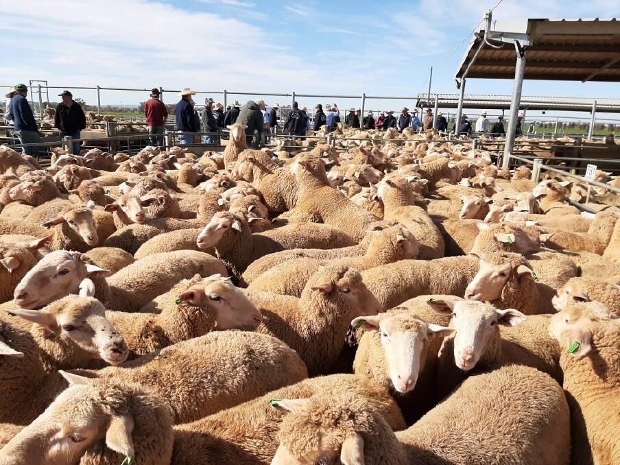 NUMBERS DOWN: Lamb numbers at the Central West Livestock Exchange slipped this week, cattle numbers were also impacted with flooding closing roads in the area. Picture: File