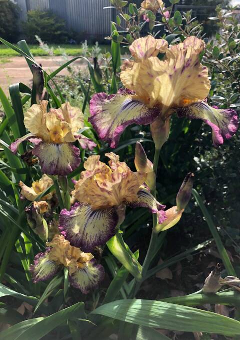 BLOOMING BRILLIANT: This Tennessee Gentleman bearded iris is absolutely bursting with Spring colour. Picture: Ros Orr