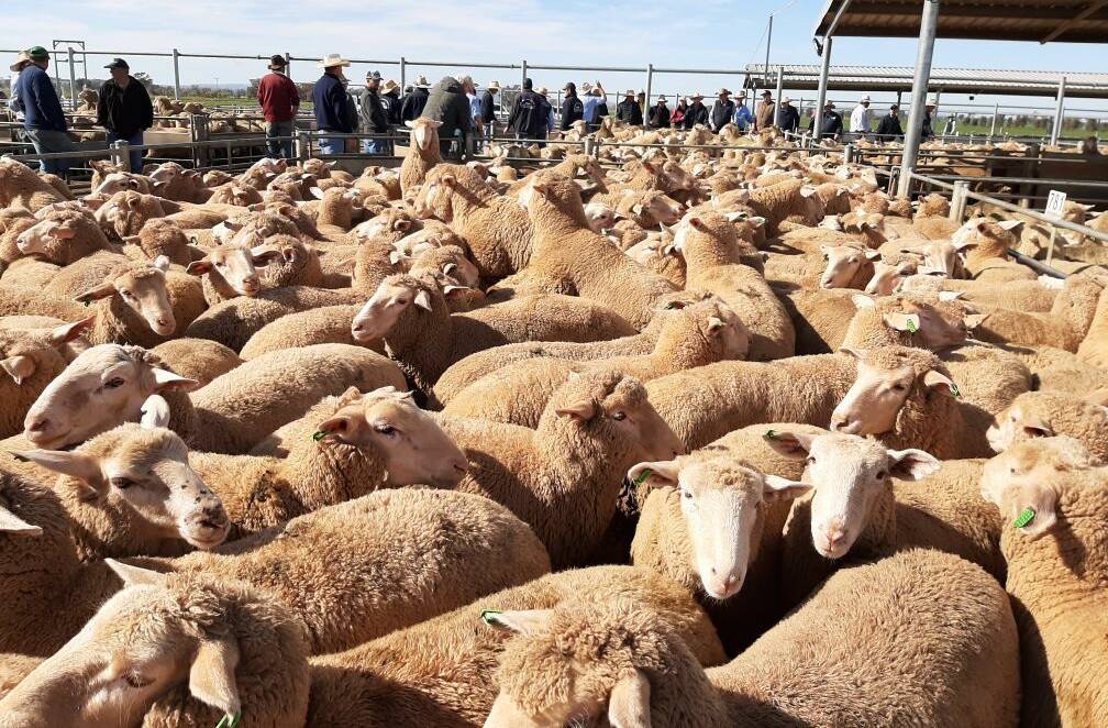 This week's sheep and lamb sale saw prices strengthen as the day went on.