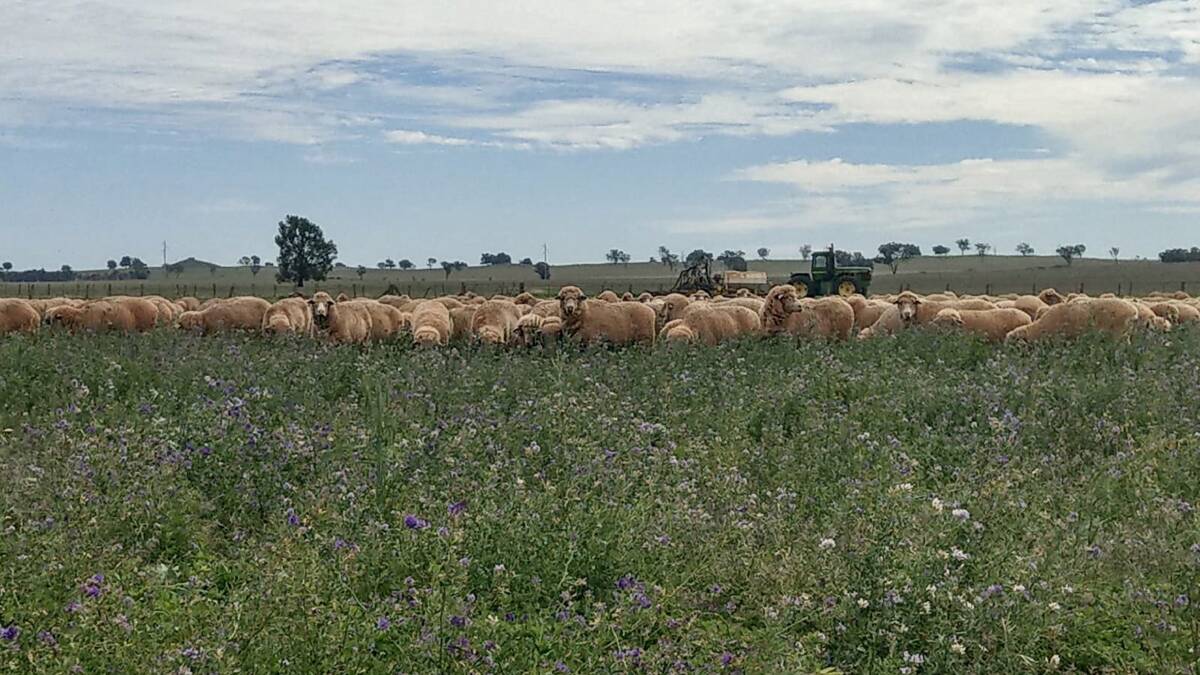 Sheep returned to grazing on lucerne, a very welcome sight after three years of drought and stock feeding. 