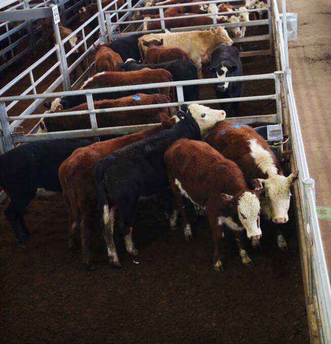 This week’s sales at the Central West Livestock Exchange