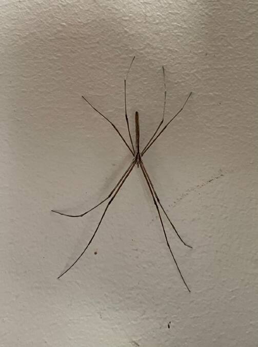 This Common Net-Casting spider turned up at an Advocate staff member's house this week.