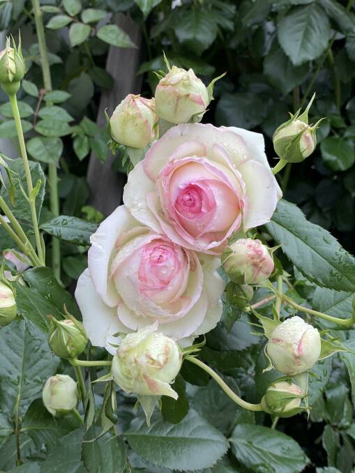 Has your garden loved this wetter, milder summer? This Pierre de Ronsard climbing rose has. 