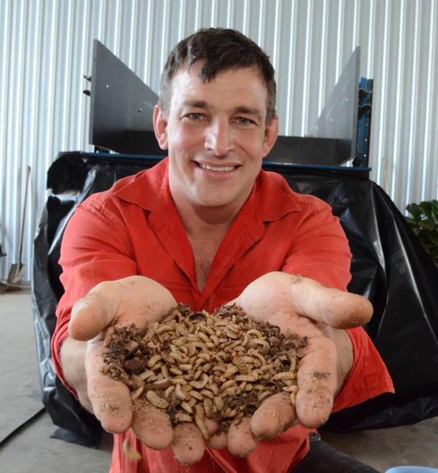 Maggots, or black soldier fly larvae, are the clean substance behind a new "blue economy" business starting out at Forbes by Mick Thornett. Photo - Mark Griggs.
