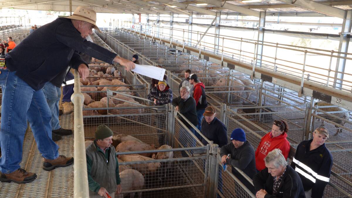 Scott Reid sells at the fortnightly Forbes pig sale for V C Reid and Son.