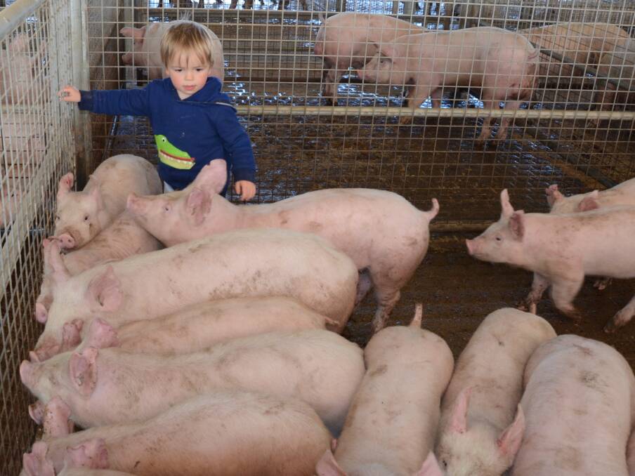 Bae Ridley, 2, “Mogong Valley”, Bogan Gate, thoroughly enjoys being with his parent’s weaners which topped the section at $98 each at Forbes last Friday.